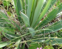 yucca filamentosa.jpg